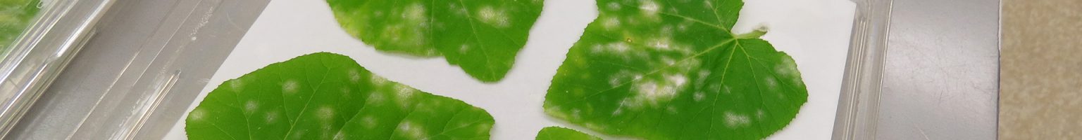 Maintenance and Sub-culturing of Melon Powdery Mildew Strains on Squash Leaves